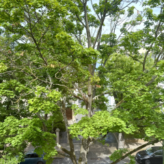 Grüner Ausblick Apartment Offenbach Baumbestand
